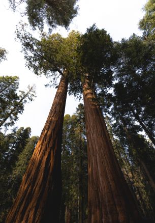 redwood, tall tree, forest Wallpaper 1640x2360