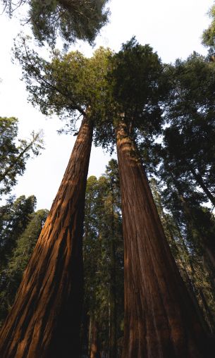 redwood, tall tree, forest Wallpaper 1200x2000