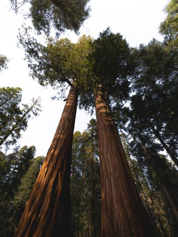 redwood, tall tree, forest Wallpaper 1536x2048