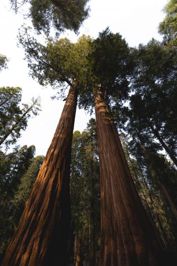 redwood, tall tree, forest Wallpaper 640x960