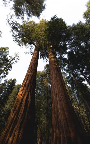 redwood, tall tree, forest Wallpaper 1600x2560