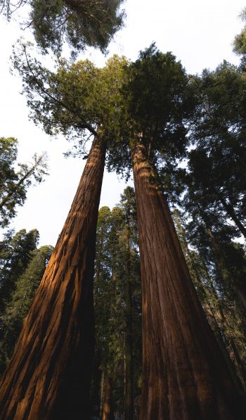redwood, tall tree, forest Wallpaper 600x1024