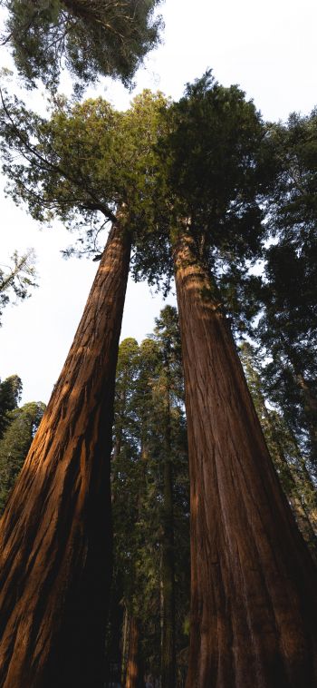redwood, tall tree, forest Wallpaper 1080x2340