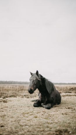 horse, black, steppe Wallpaper 2160x3840