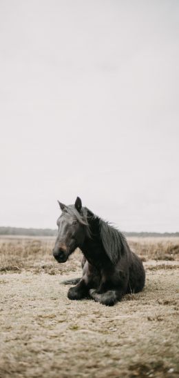 horse, black, steppe Wallpaper 720x1520