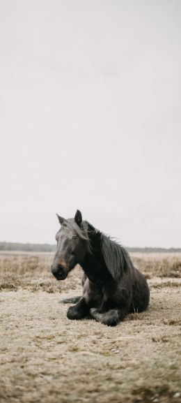 horse, black, steppe Wallpaper 1080x2400