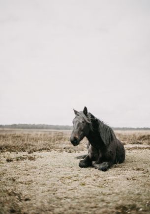 horse, black, steppe Wallpaper 1668x2388