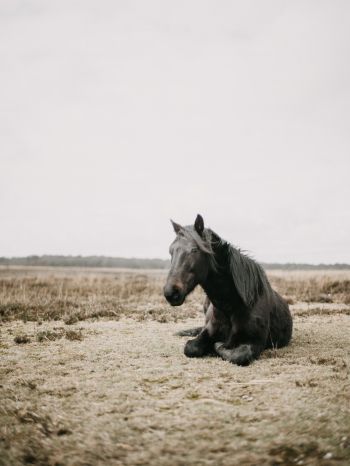 horse, black, steppe Wallpaper 1620x2160