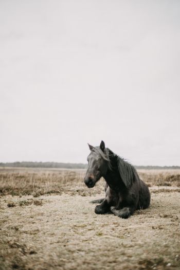 horse, black, steppe Wallpaper 640x960