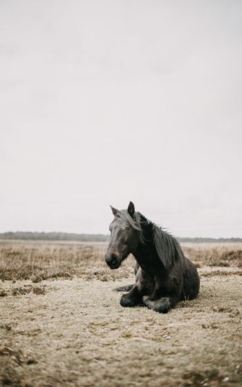 horse, black, steppe Wallpaper 1752x2800