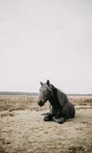 horse, black, steppe Wallpaper 1200x2000