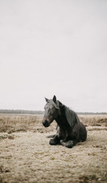 horse, black, steppe Wallpaper 600x1024