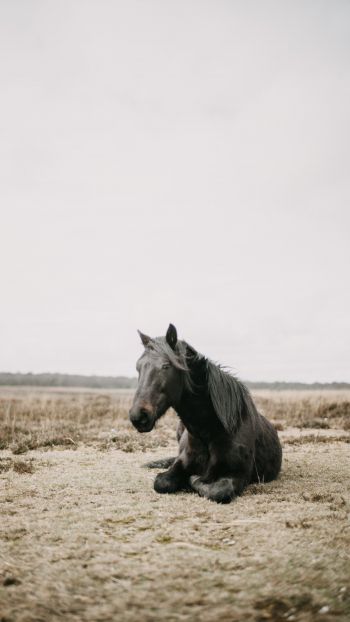 horse, black, steppe Wallpaper 750x1334