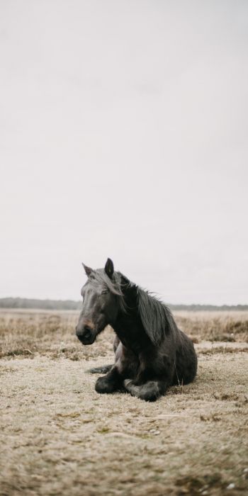horse, black, steppe Wallpaper 720x1440