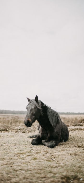 horse, black, steppe Wallpaper 1080x2340