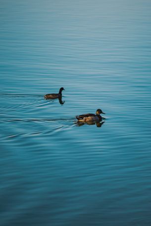 Fountain Hills, Arizona, USA, ducks Wallpaper 640x960