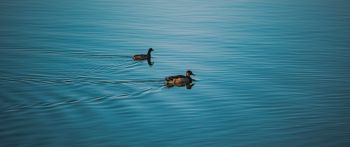 Fountain Hills, Arizona, USA, ducks Wallpaper 2560x1080