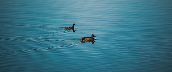 Fountain Hills, Arizona, USA, ducks Wallpaper 2560x1080