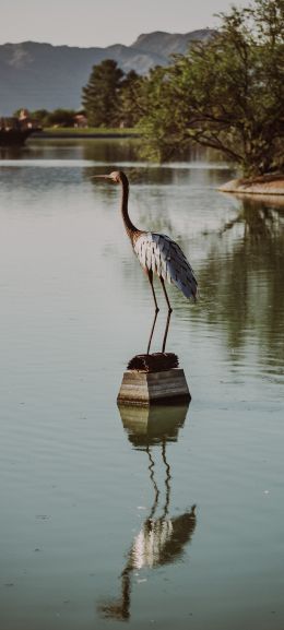 Fountain Hills, Arizona, USA, crane, heron Wallpaper 1080x2400