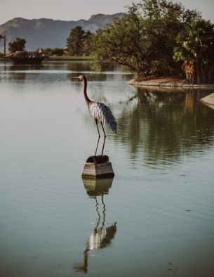 Fountain Hills, Arizona, USA, crane, heron Wallpaper 3643x4715