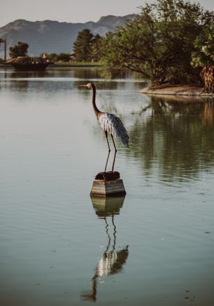 Fountain Hills, Arizona, USA, crane, heron Wallpaper 1668x2388