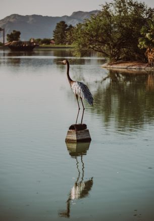 Fountain Hills, Arizona, USA, crane, heron Wallpaper 1640x2360