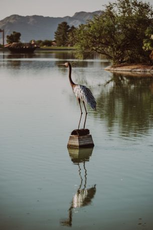 Fountain Hills, Arizona, USA, crane, heron Wallpaper 640x960