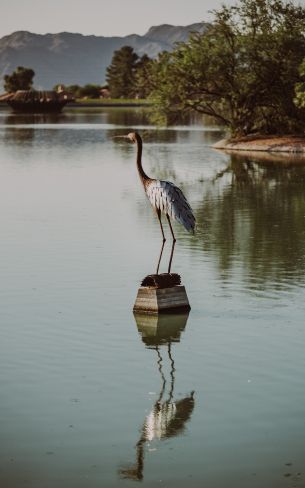 Fountain Hills, Arizona, USA, crane, heron Wallpaper 800x1280