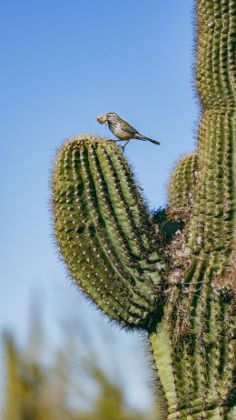 Обои 2160x3840 Аризона, США, птичка на кактусе