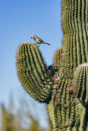 Arizona, USA, bird on a cactus Wallpaper 3648x5472