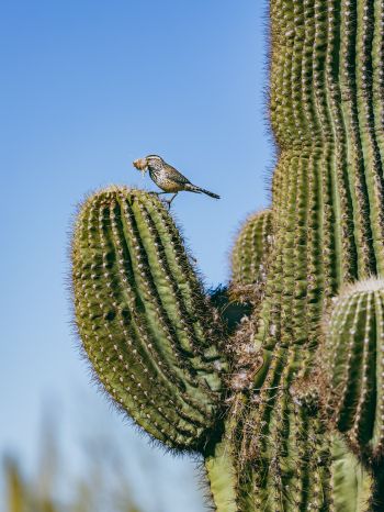 Arizona, USA, bird on a cactus Wallpaper 1620x2160