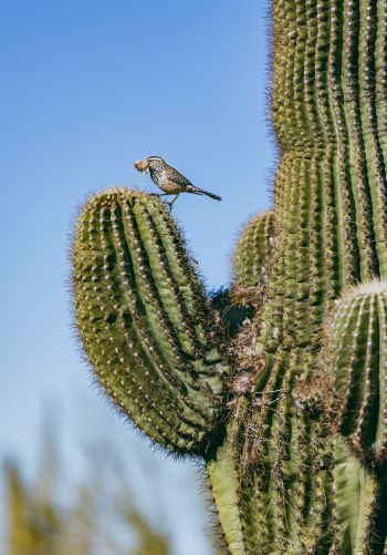 Обои 1668x2388 Аризона, США, птичка на кактусе