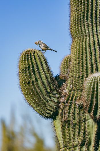 Arizona, USA, bird on a cactus Wallpaper 640x960
