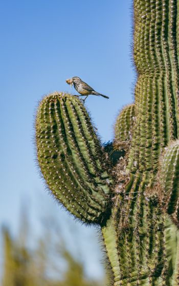 Arizona, USA, bird on a cactus Wallpaper 1752x2800