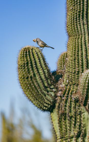 Обои 800x1280 Аризона, США, птичка на кактусе