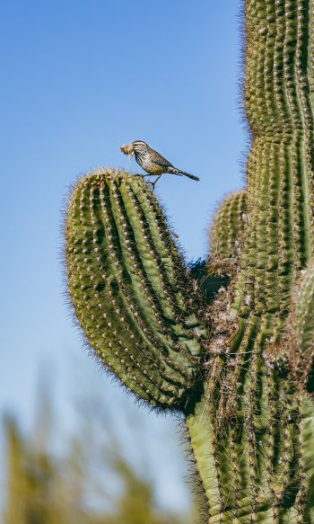 Обои 1200x2000 Аризона, США, птичка на кактусе