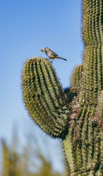 Arizona, USA, bird on a cactus Wallpaper 600x1024