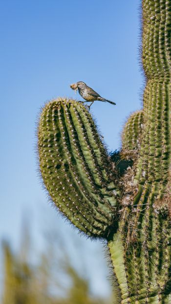 Обои 640x1136 Аризона, США, птичка на кактусе