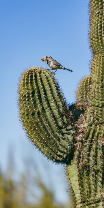 Arizona, USA, bird on a cactus Wallpaper 720x1440