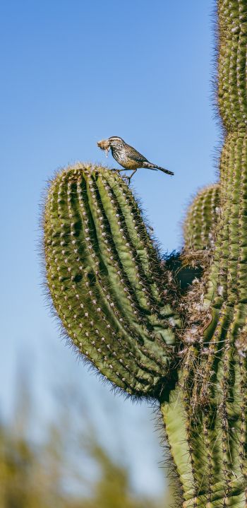 Arizona, USA, bird on a cactus Wallpaper 1440x2960
