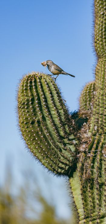 Arizona, USA, bird on a cactus Wallpaper 720x1520