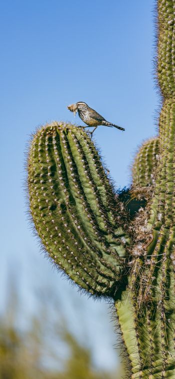 Обои 1284x2778 Аризона, США, птичка на кактусе