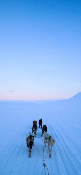 Svalbard, Svalbard and Jan Mayen, dog riding Wallpaper 1125x2436