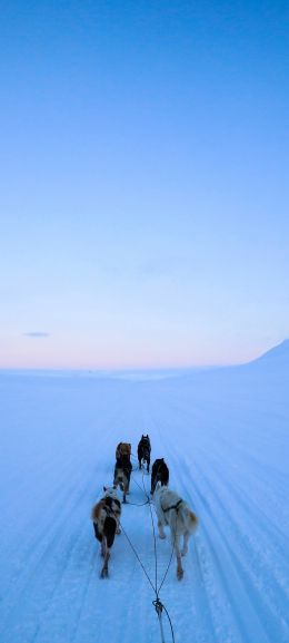 Svalbard, Svalbard and Jan Mayen, dog riding Wallpaper 1440x3200