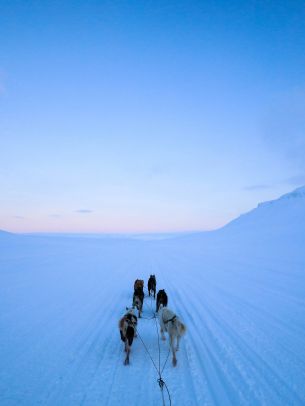 Svalbard, Svalbard and Jan Mayen, dog riding Wallpaper 2048x2732
