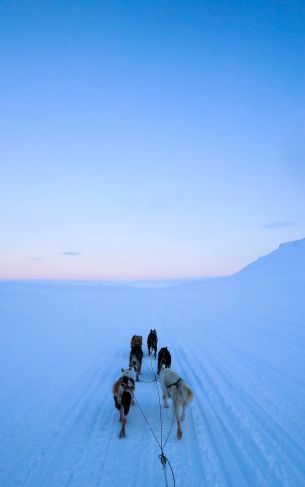 Svalbard, Svalbard and Jan Mayen, dog riding Wallpaper 1752x2800