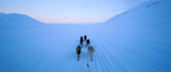 Svalbard, Svalbard and Jan Mayen, dog riding Wallpaper 2560x1080