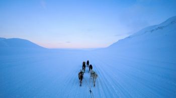 Svalbard, Svalbard and Jan Mayen, dog riding Wallpaper 1366x768