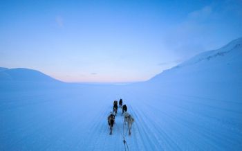 Svalbard, Svalbard and Jan Mayen, dog riding Wallpaper 1920x1200