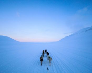 Svalbard, Svalbard and Jan Mayen, dog riding Wallpaper 1280x1024